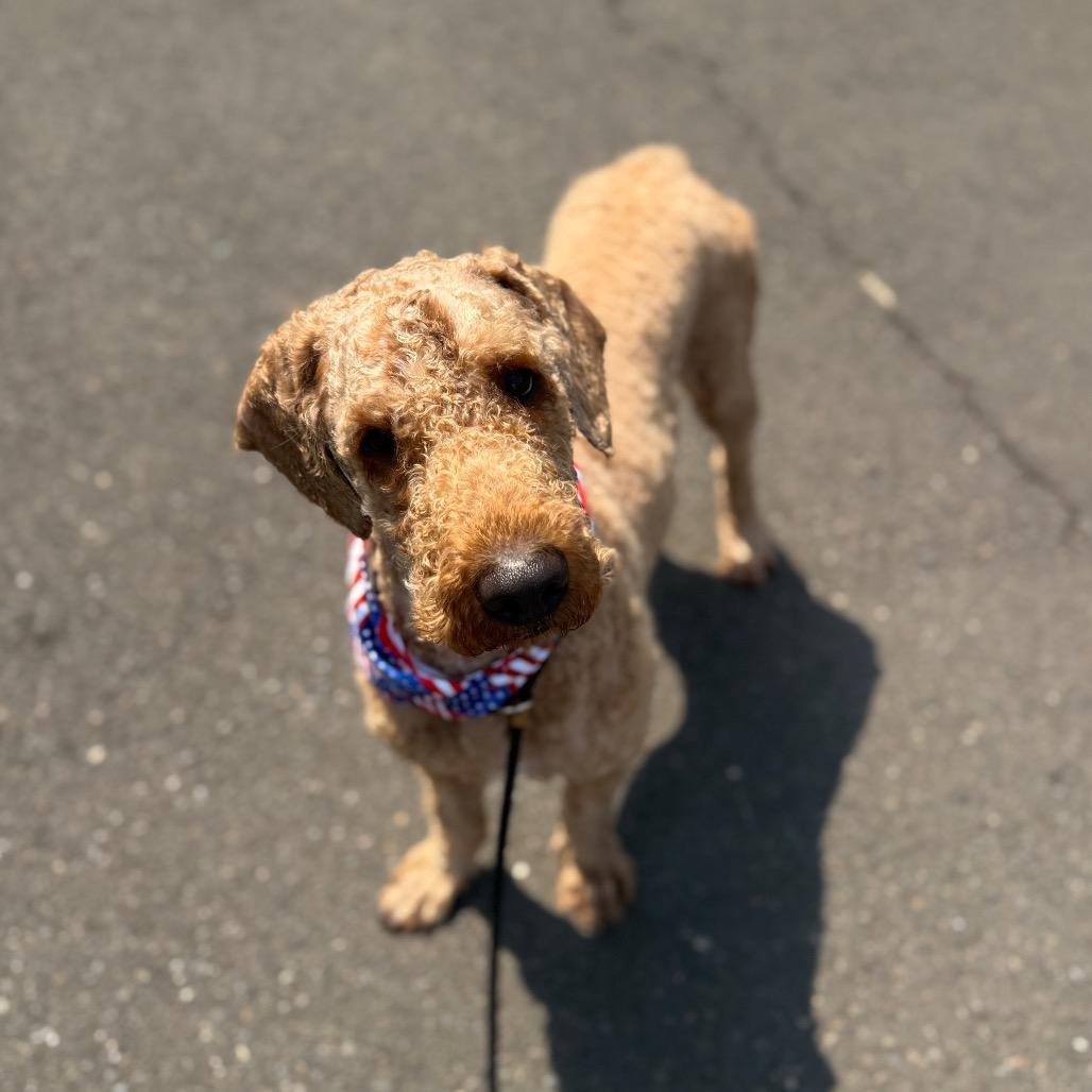 Gucci, a Adoptable Standard Poodle in Newberg, OR image 5/6