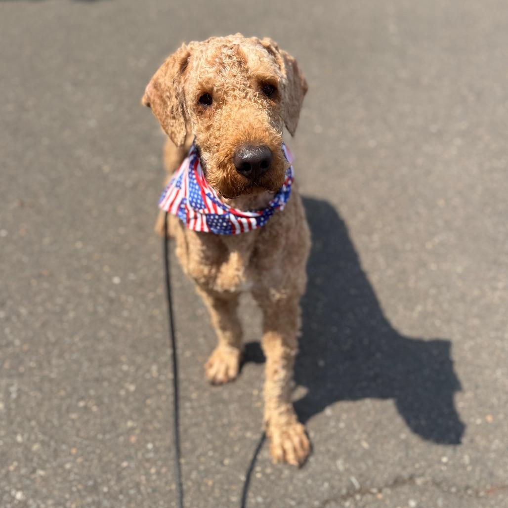 Gucci, a Adoptable Standard Poodle in Newberg, OR image 6/6