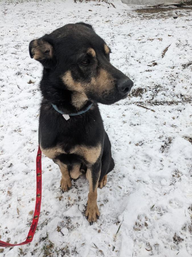 Ray, a Adoptable German Shepherd Dog in Marengo, IL image 1/3