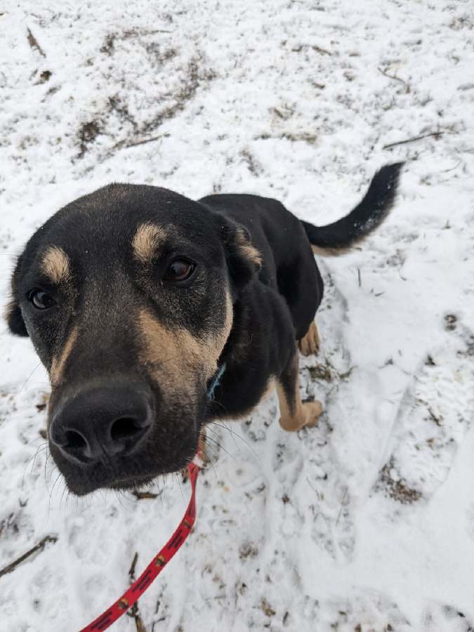 Ray, a Adoptable German Shepherd Dog in Marengo, IL image 2/3