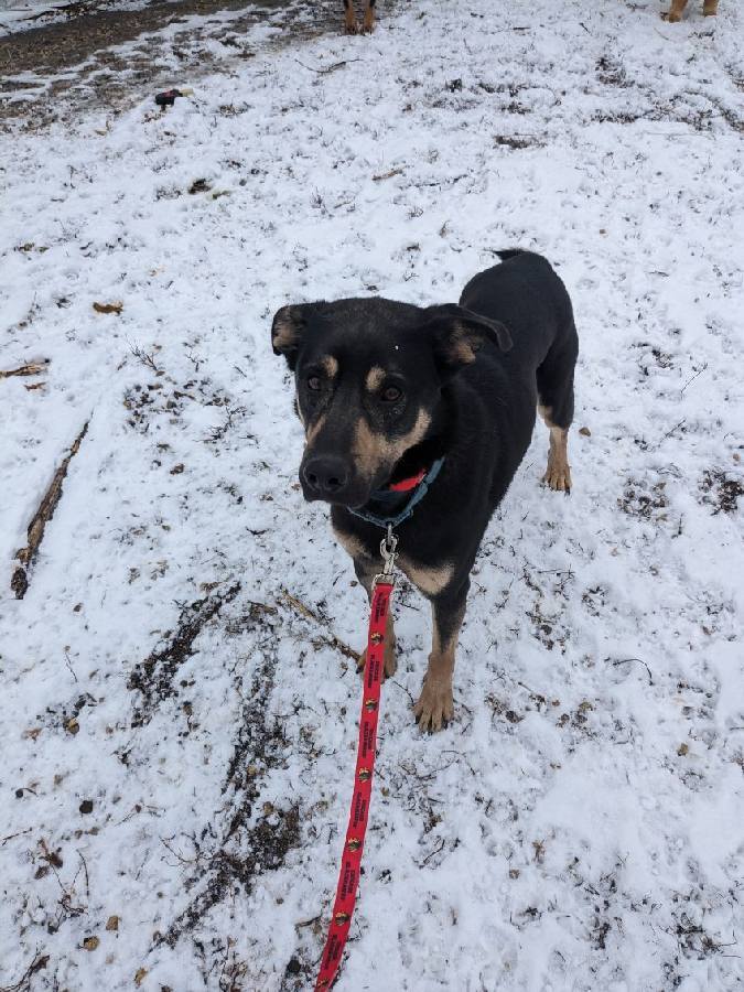 Ray, a Adoptable German Shepherd Dog in Marengo, IL image 3/3