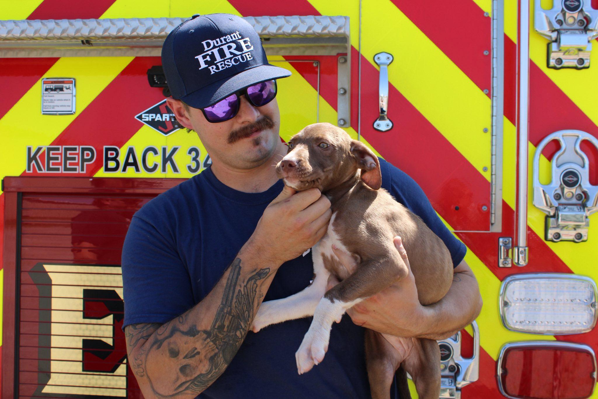 May, Adoptable, Young Female Labrador Retriever & Mountain Cur.