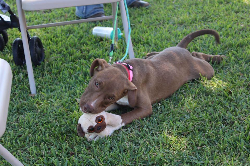 May, a Adoptable mixed breed in Durant, OK image 2/2