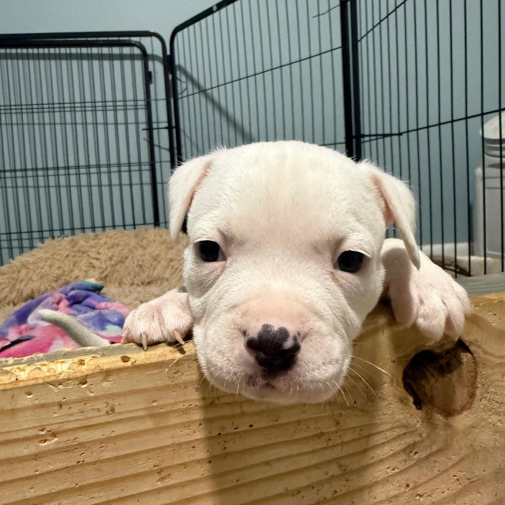 Enlarge Chip, a Adoptable mixed breed in Avon, OH image 3/4