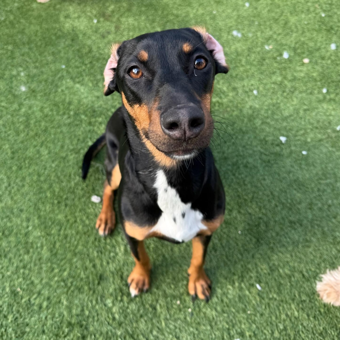 Enlarge Coraline, an adoptable mixed breed in Groton, CT image 2/6