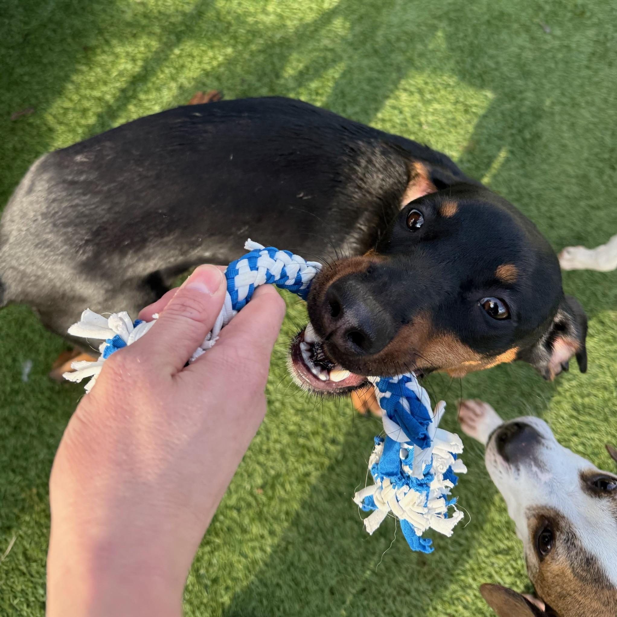 Enlarge Coraline, an adoptable mixed breed in Groton, CT image 3/6