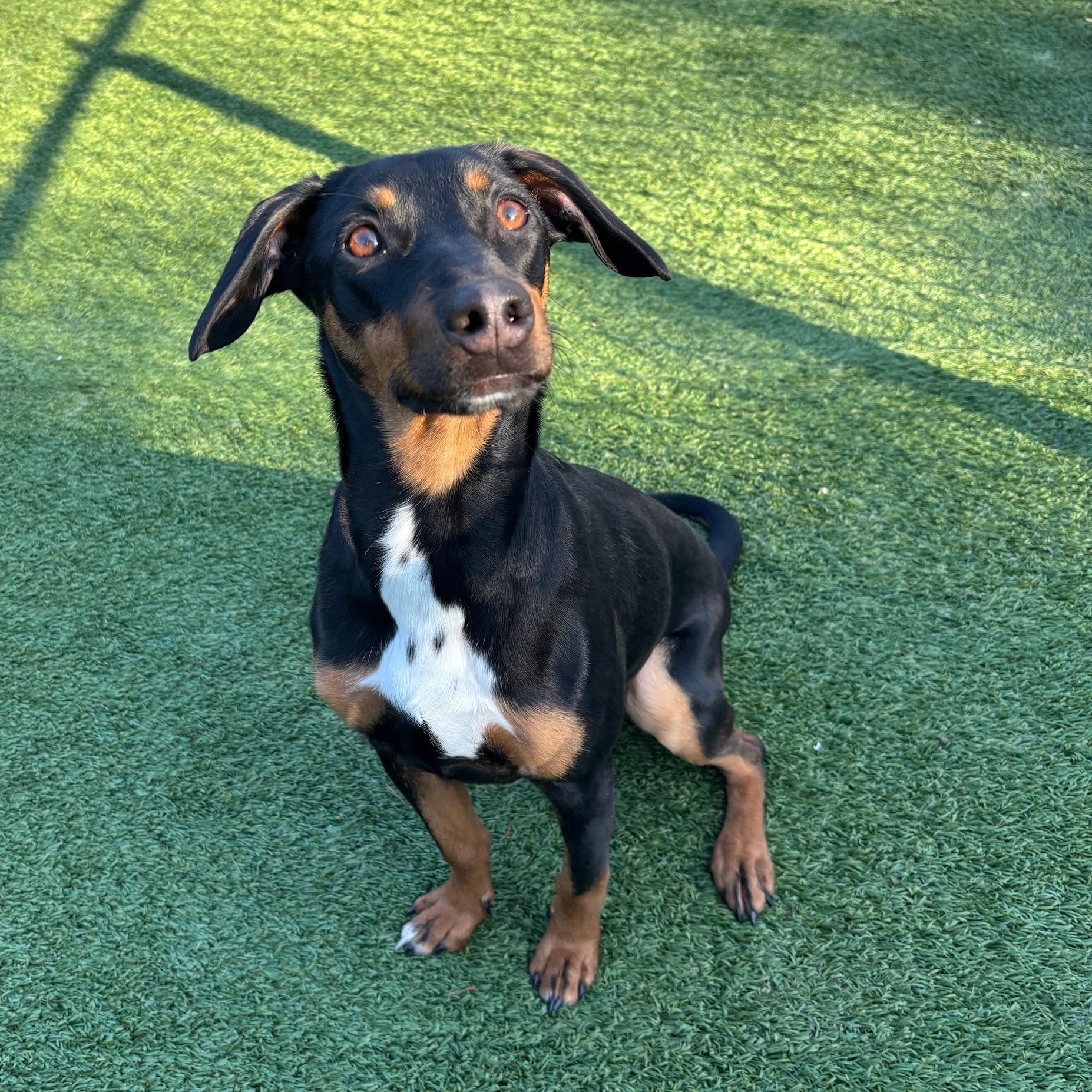 Enlarge Coraline, an adoptable mixed breed in Groton, CT image 5/6