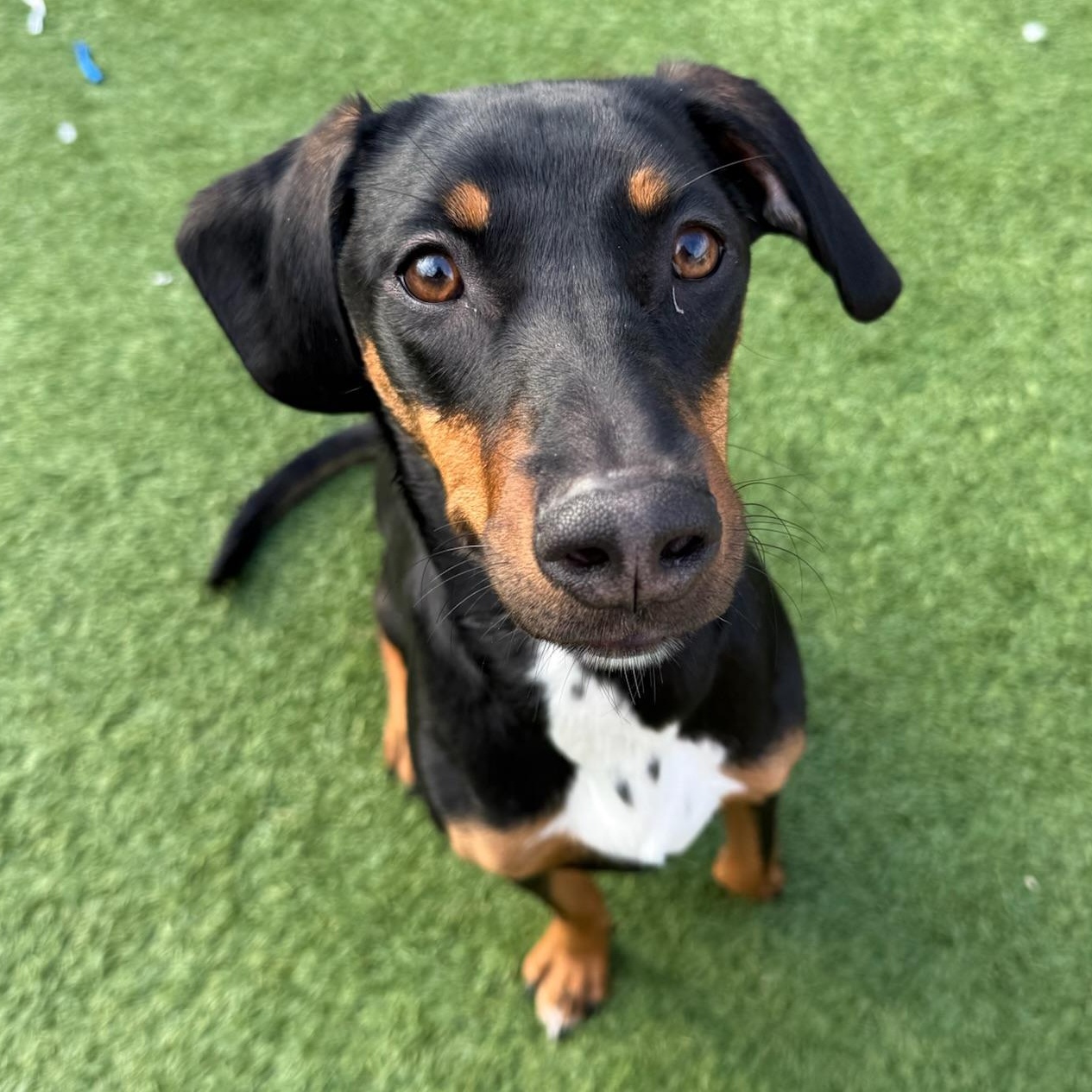 Coraline, adoptable, Young Female Hound.