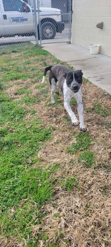 Enlarge Blitz, a Adoptable mixed breed in Shelbyville, TN image 1/6