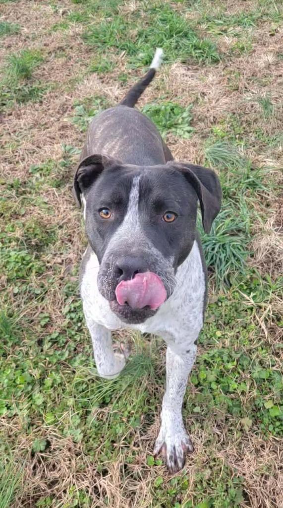 Enlarge Blitz, a Adoptable mixed breed in Shelbyville, TN image 2/6