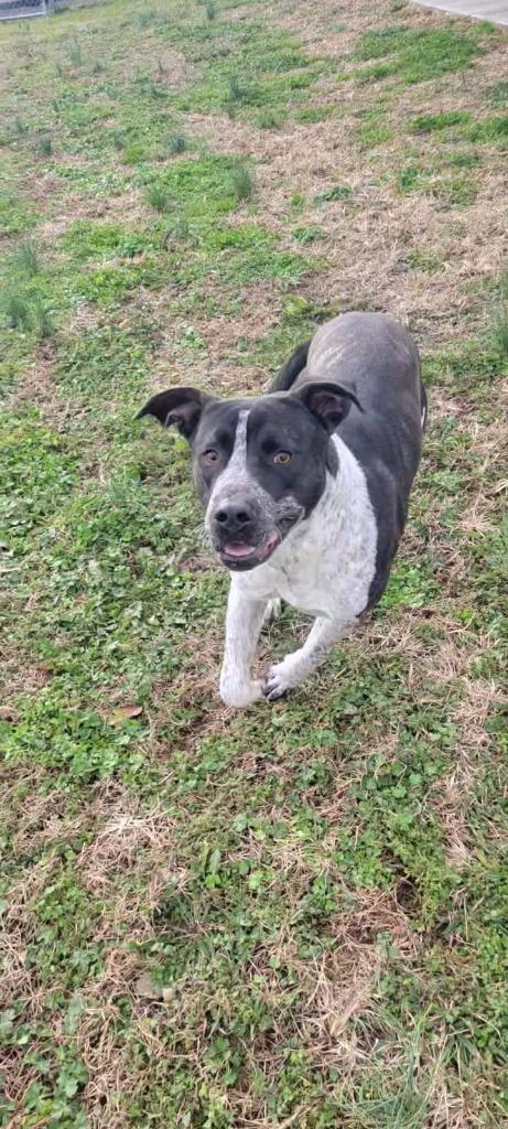 Blitz, Adoptable, Adult Male Boxer & Pit Bull Terrier.
