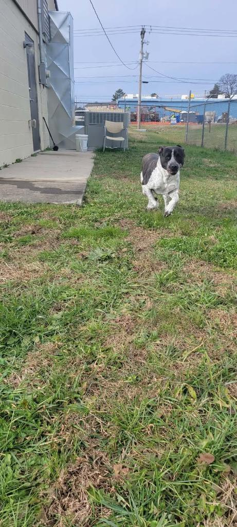 Enlarge Blitz, a Adoptable mixed breed in Shelbyville, TN image 3/6