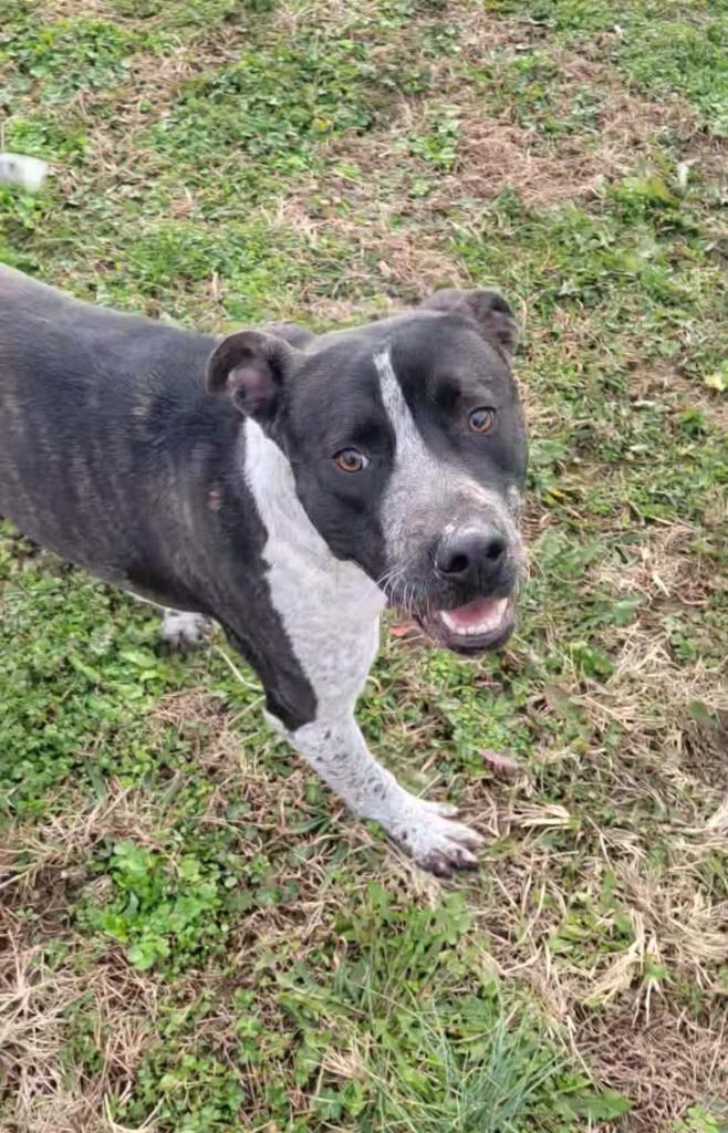 Enlarge Blitz, a Adoptable mixed breed in Shelbyville, TN image 3/6