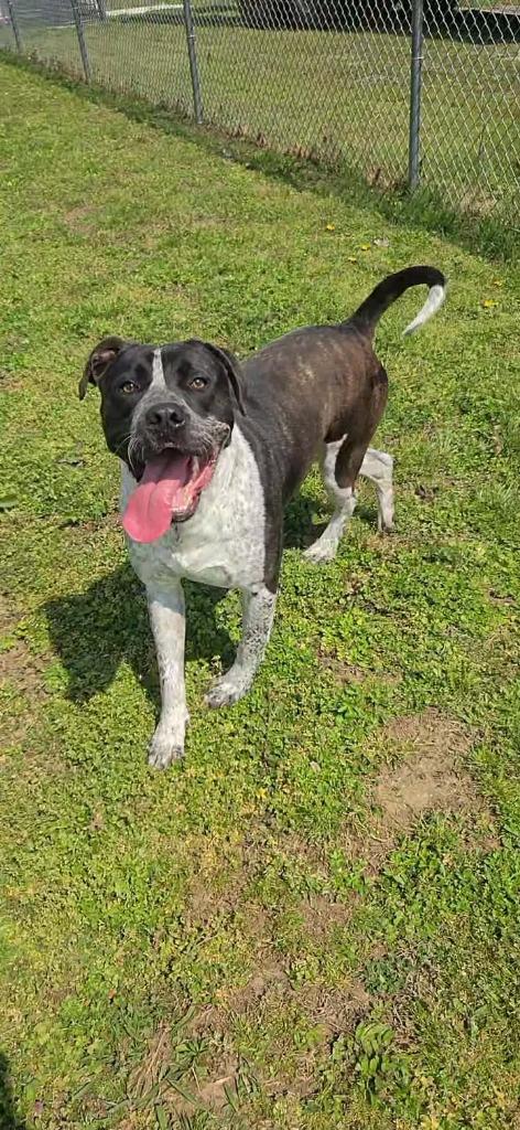 Enlarge Blitz, a Adoptable mixed breed in Shelbyville, TN image 5/6