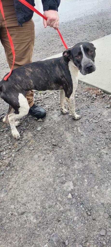 Enlarge Blitz, a Adoptable mixed breed in Shelbyville, TN image 4/6