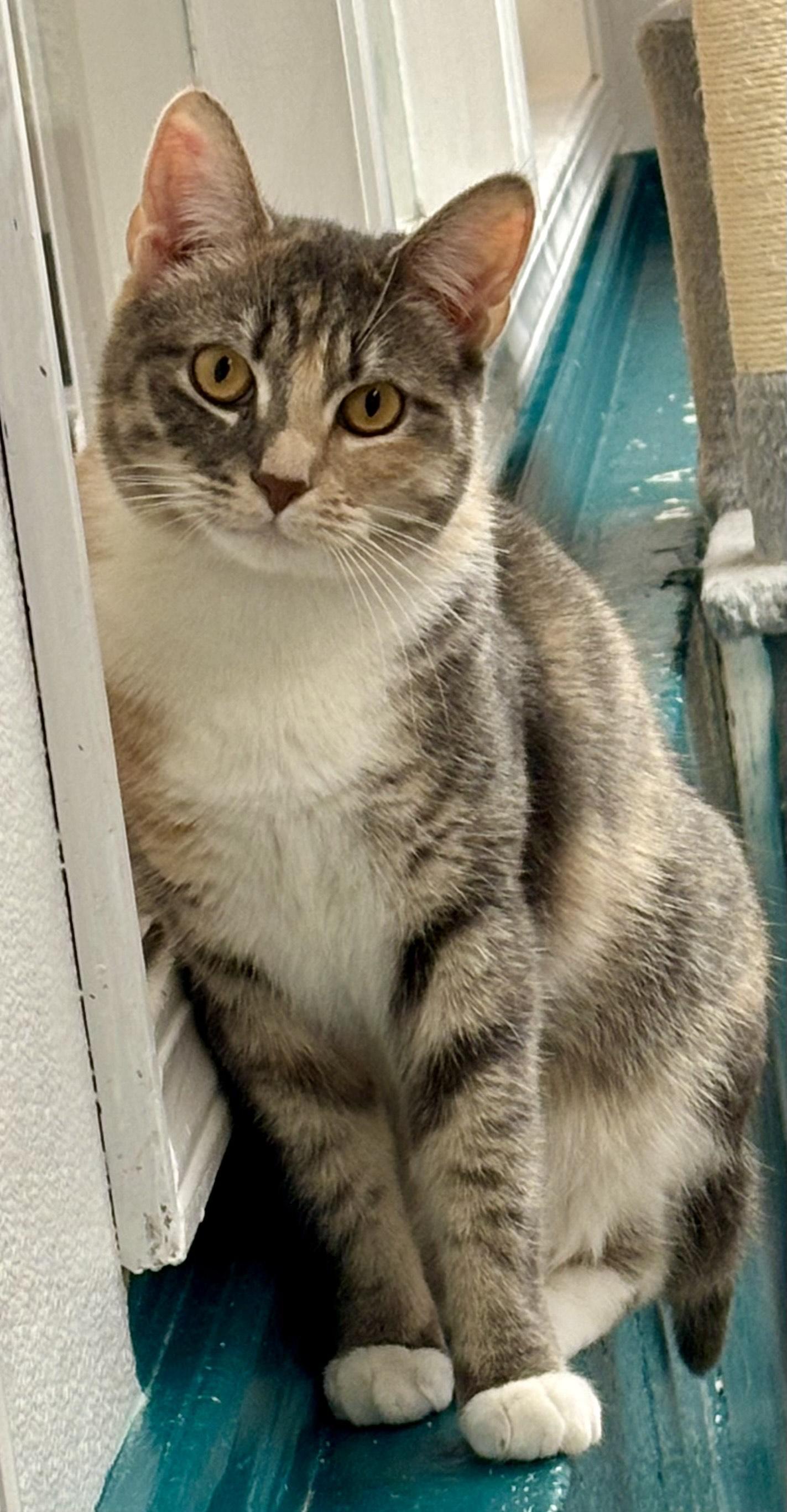 Enlarge Evangeline, a Adoptable Domestic Short Hair in Sautee Nacoochee, GA image 1/4