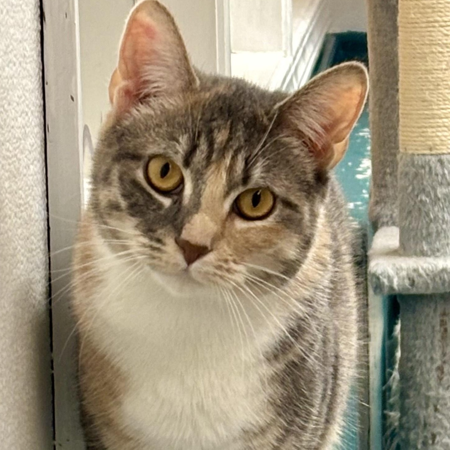 Enlarge Evangeline, a Adoptable Domestic Short Hair in Sautee Nacoochee, GA image 2/4