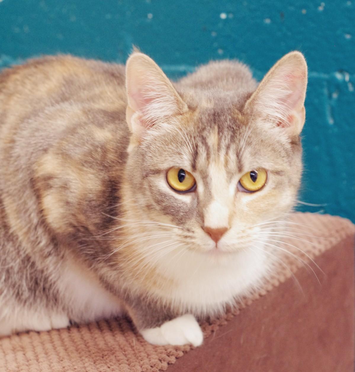 Evangeline, Adoptable, Adult Female Domestic Short Hair.