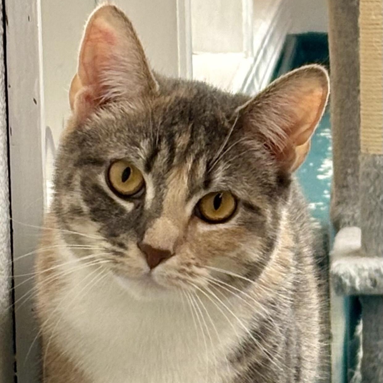 Enlarge Evangeline, a Adoptable Domestic Short Hair in Sautee Nacoochee, GA image 4/4