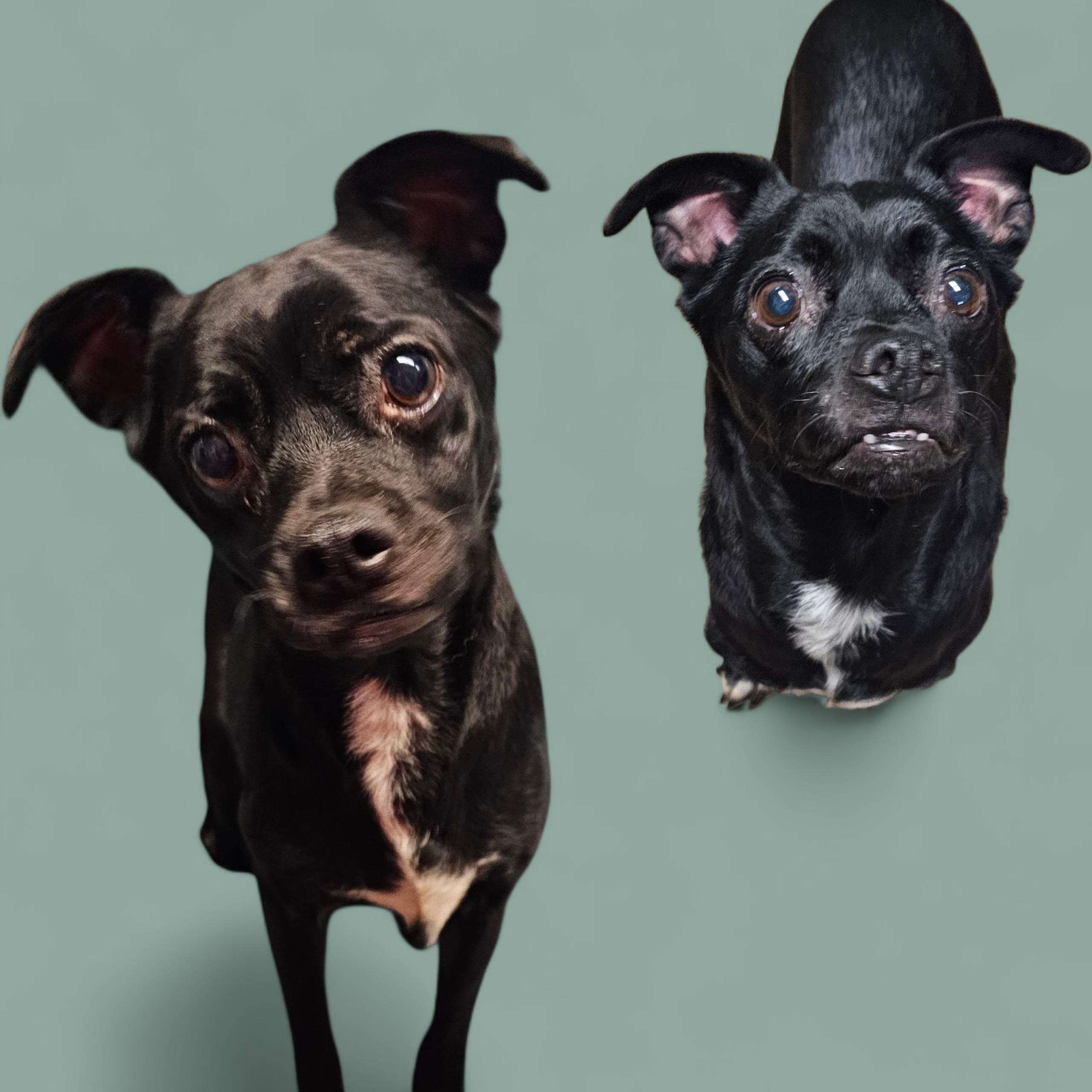 Sparky, Adoptable, Senior Male Chihuahua.