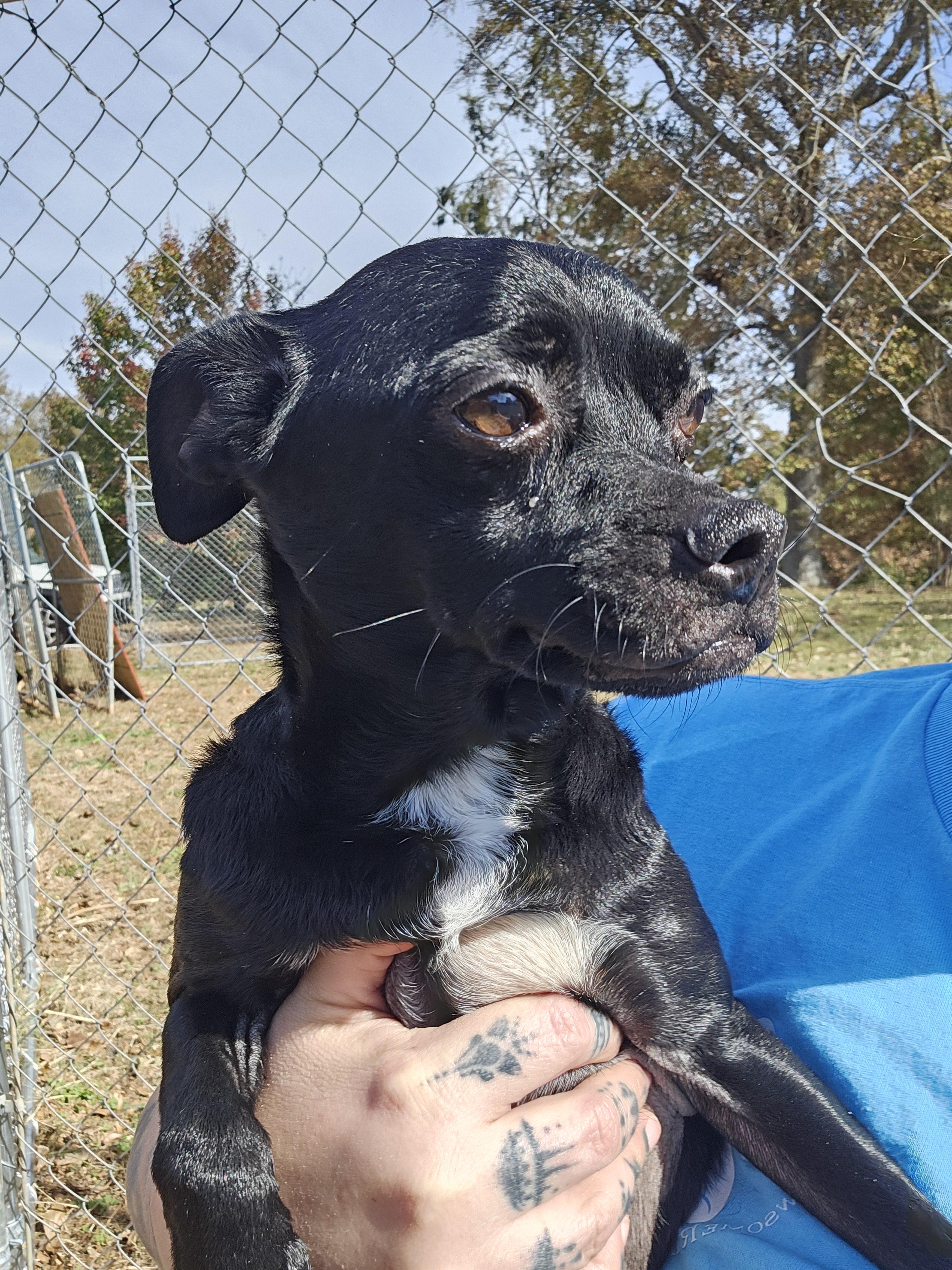 Sparky, a Adoptable mixed breed in Chesnee, SC image 2/2