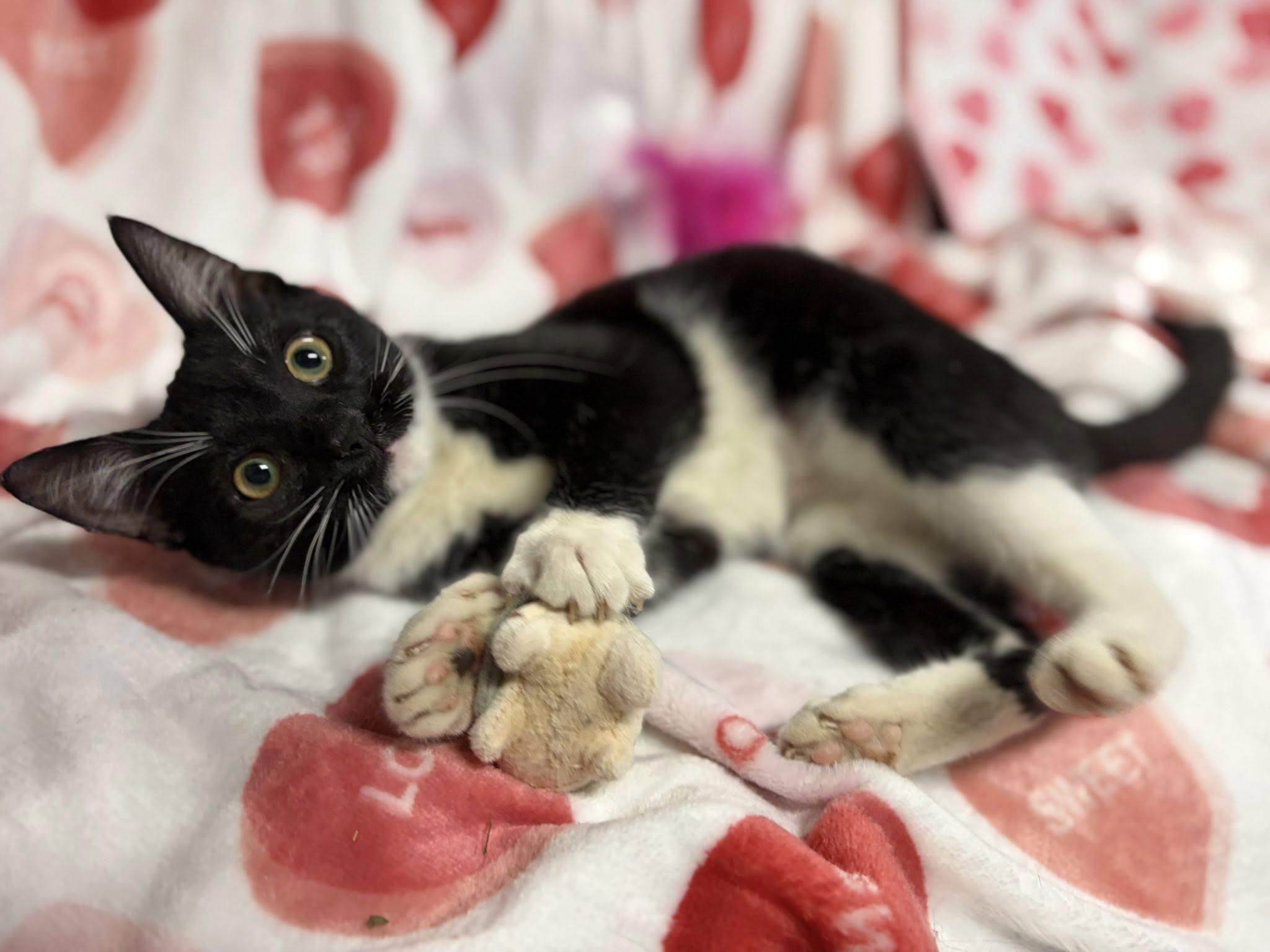 Enlarge Stephanie A/K/A: Stevi, a ADOPTABLE Domestic Short Hair in Rixeyville, VA image 2/2