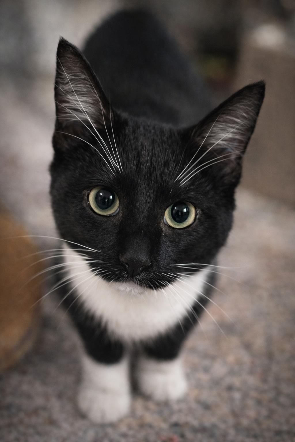 Enlarge Stephanie A/K/A: Stevi, a ADOPTABLE Domestic Short Hair in Rixeyville, VA image 1/2