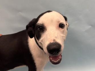 Danni, Adoptable, Puppy Female Hound & Mixed Breed.