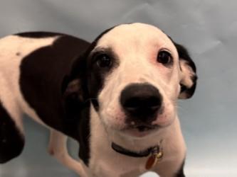 Danni, a Adoptable mixed breed in Golden Valley, MN image 2/2
