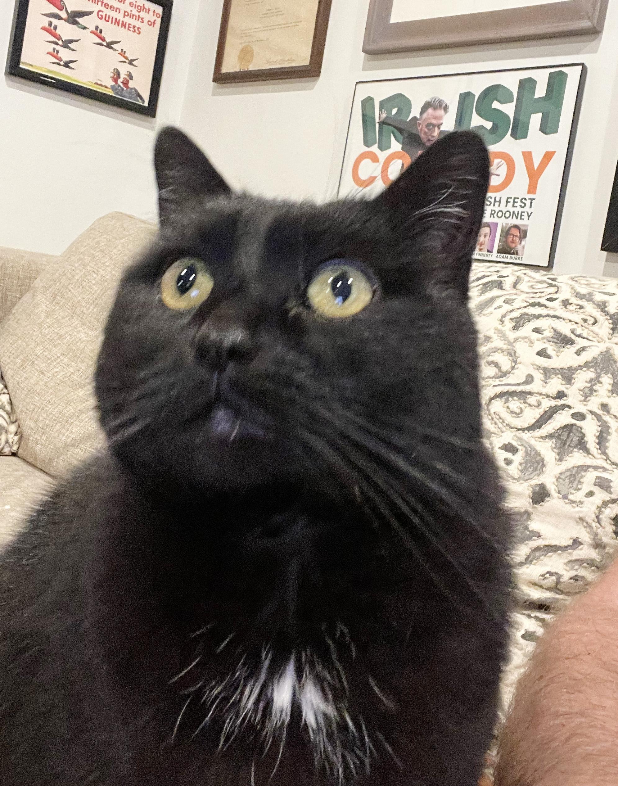 Cleo (Courtesy Post), a Adoptable Domestic Short Hair in Parkville, MO image 4/5