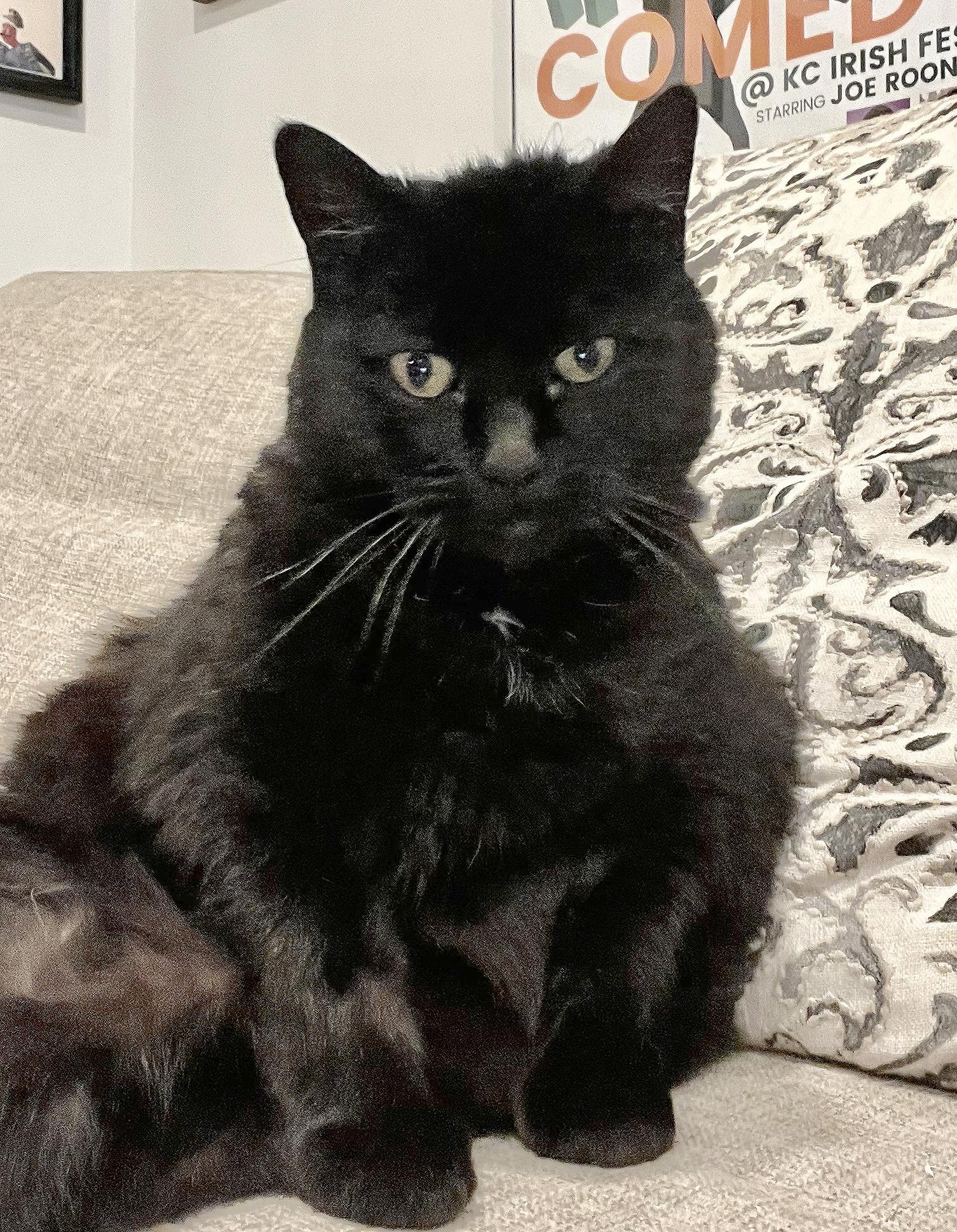 Cleo (Courtesy Post), Adoptable, Senior Female Domestic Short Hair.
