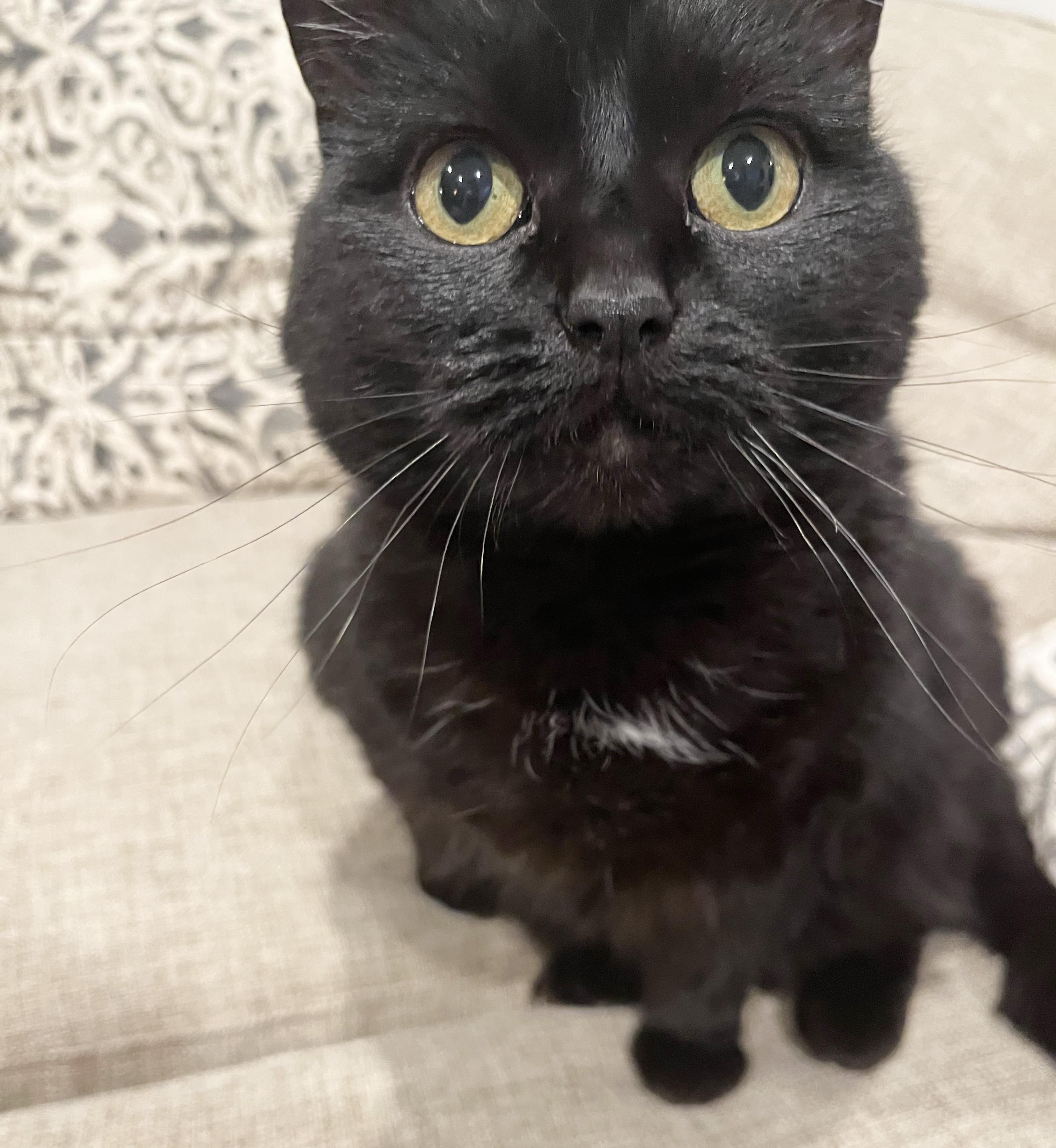 Cleo (Courtesy Post), a Adoptable Domestic Short Hair in Parkville, MO image 5/5