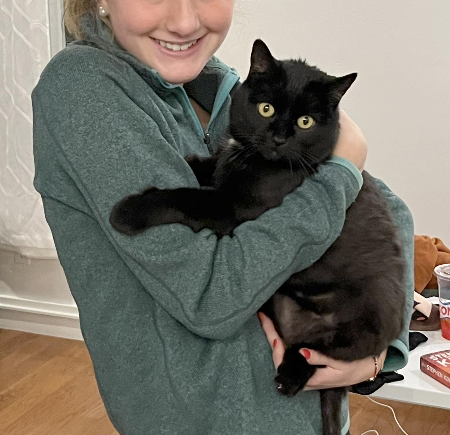 Cleo (Courtesy Post), Adoptable, Senior Female Domestic Short Hair.