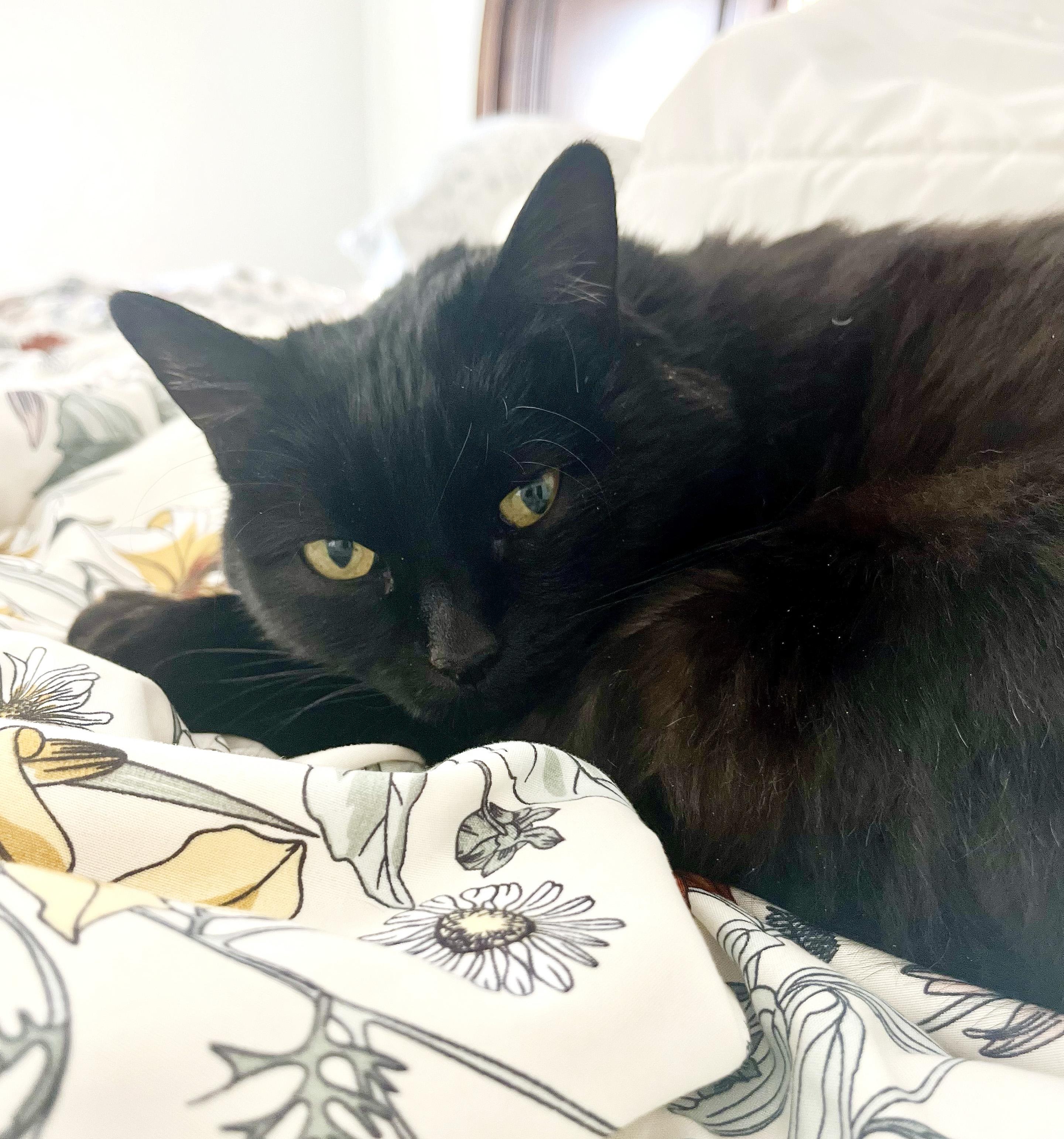 Cleo (Courtesy Post), a Adoptable Domestic Short Hair in Parkville, MO image 3/5