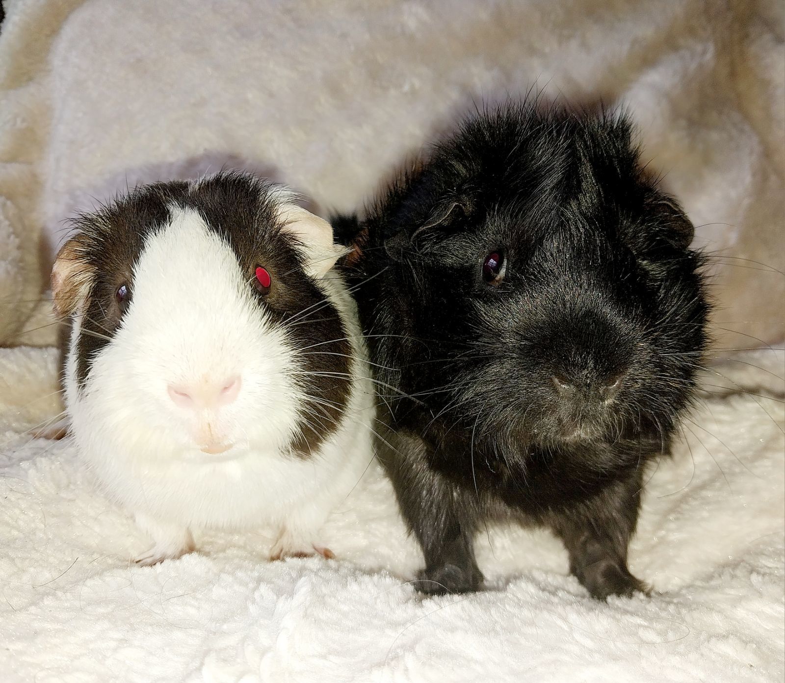 Gerrard and Charlie Brown and Sunny photo 2