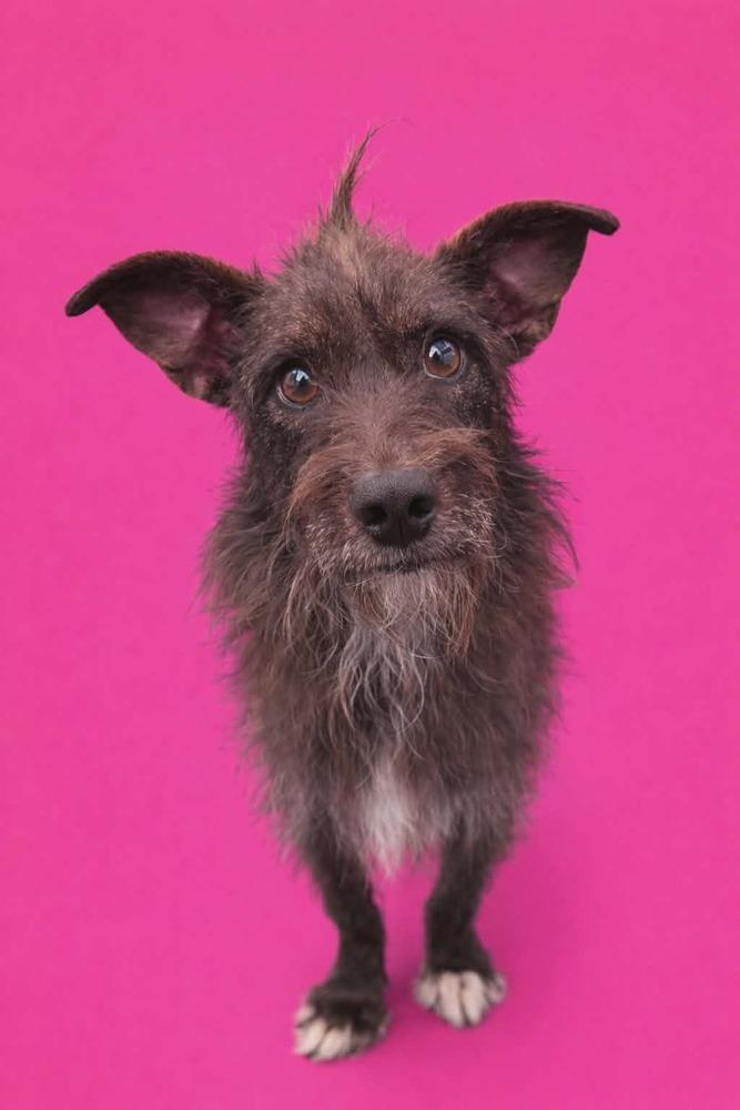 Enlarge Smoochie, a Adoptable mixed breed in Wayne, NJ image 1/2