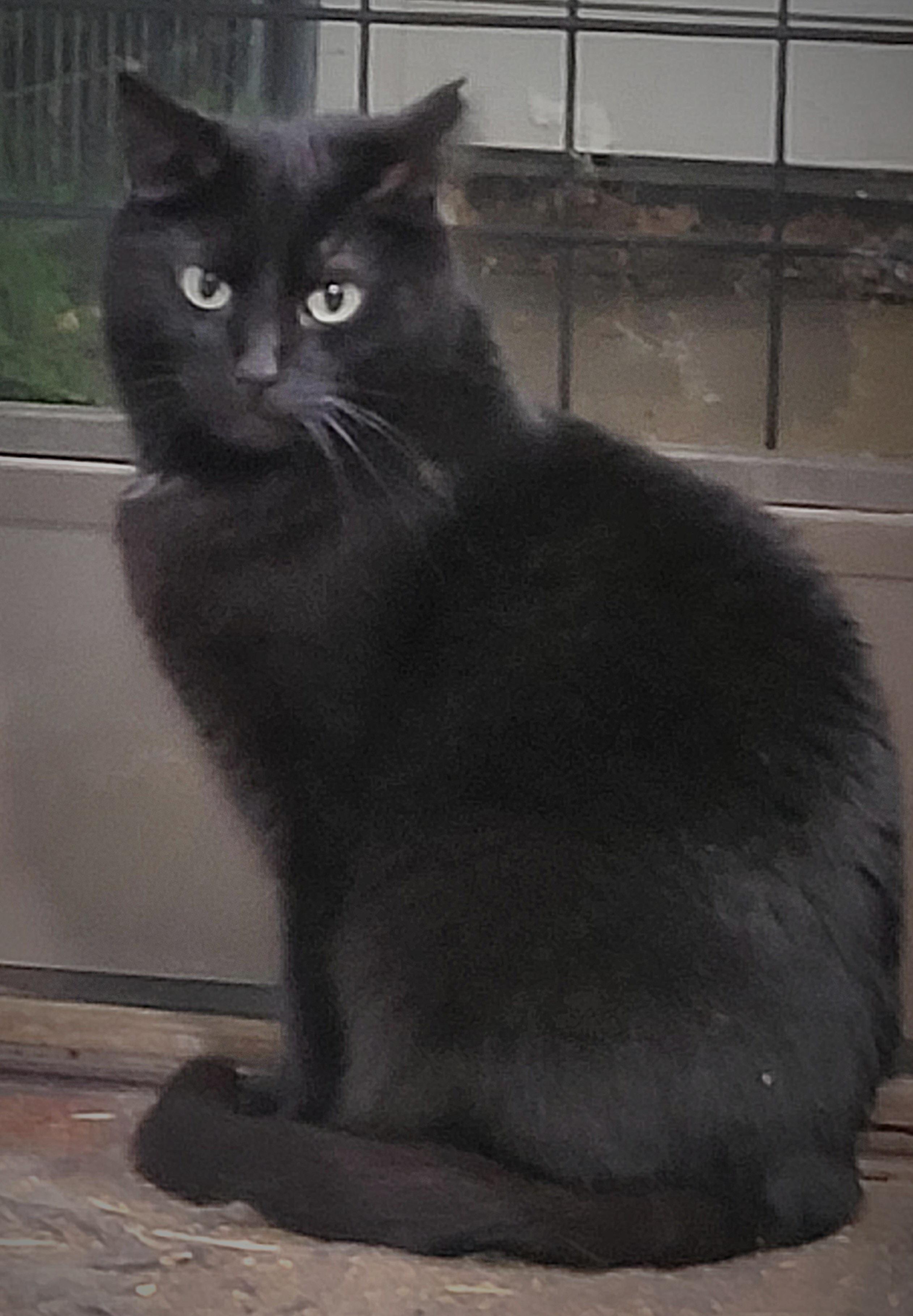 Enlarge DREXEL *DEMANDOR OF ATTENTION*, a Adoptable Domestic Short Hair in Barron, WI image 2/2