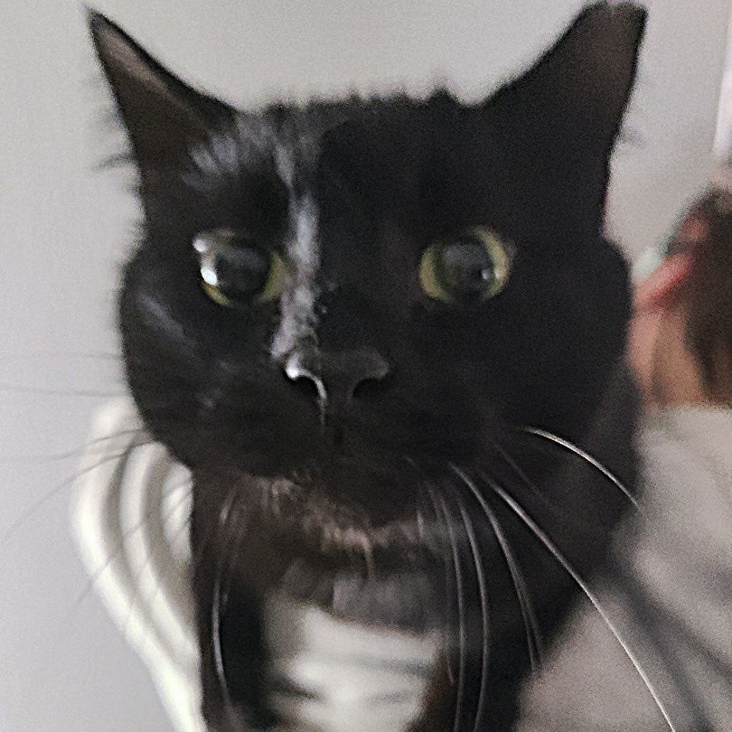 Enlarge DREXEL *DEMANDOR OF ATTENTION*, a Adoptable Domestic Short Hair in Barron, WI image 1/2