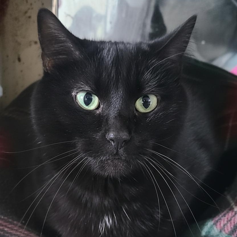 DREXEL **Wallflower Who Demands Your Undivided Attention**, Adoptable, Adult Male Domestic Short Hair.