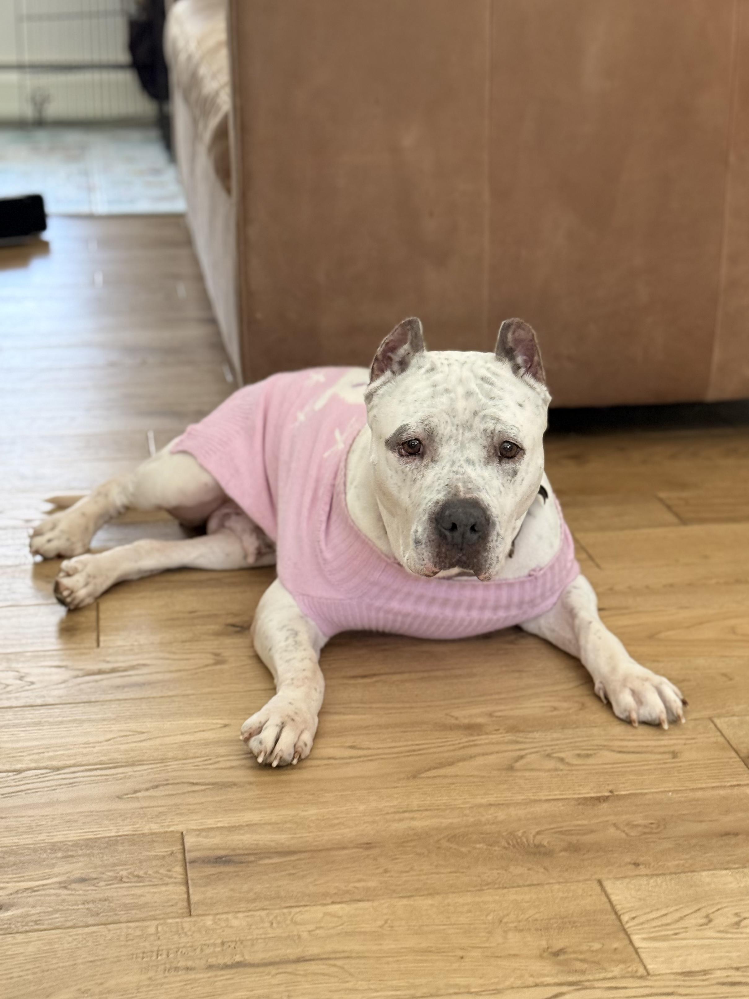 Enlarge Noel, a ADOPTABLE mixed breed in Saratoga Springs, NY image 4/5