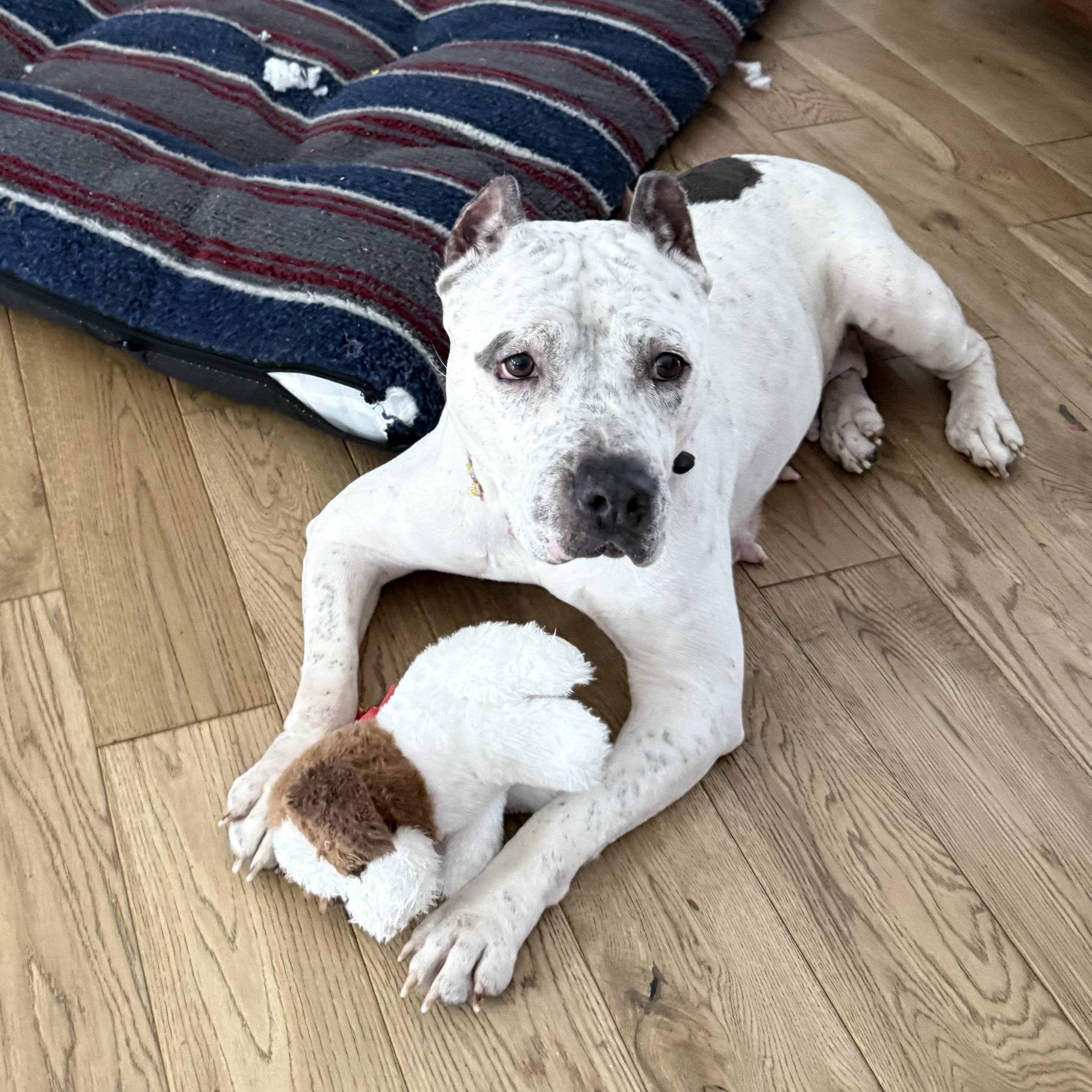 Enlarge Noel, a ADOPTABLE mixed breed in Saratoga Springs, NY image 1/5