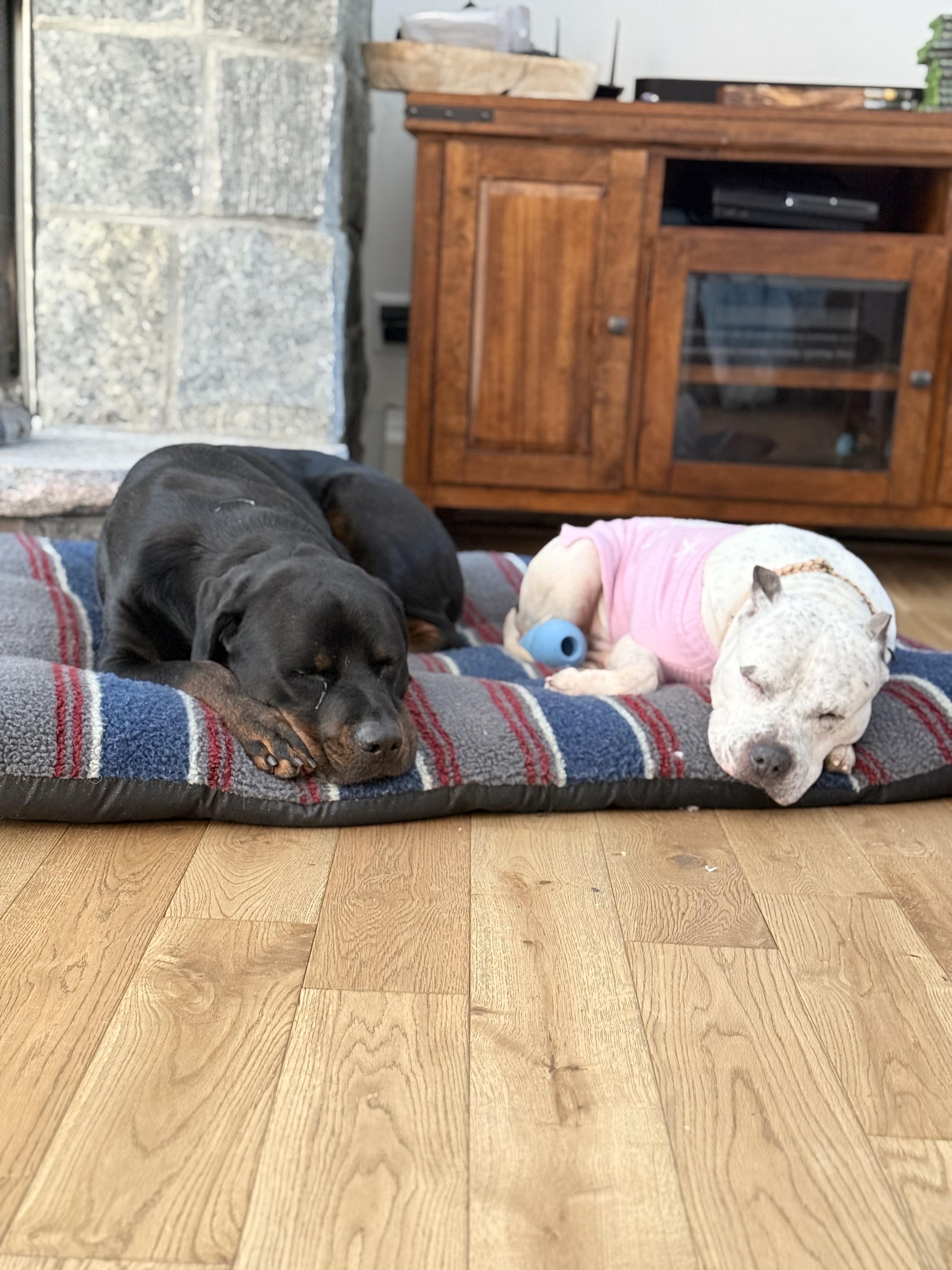 Enlarge Noel, a ADOPTABLE mixed breed in Saratoga Springs, NY image 3/5