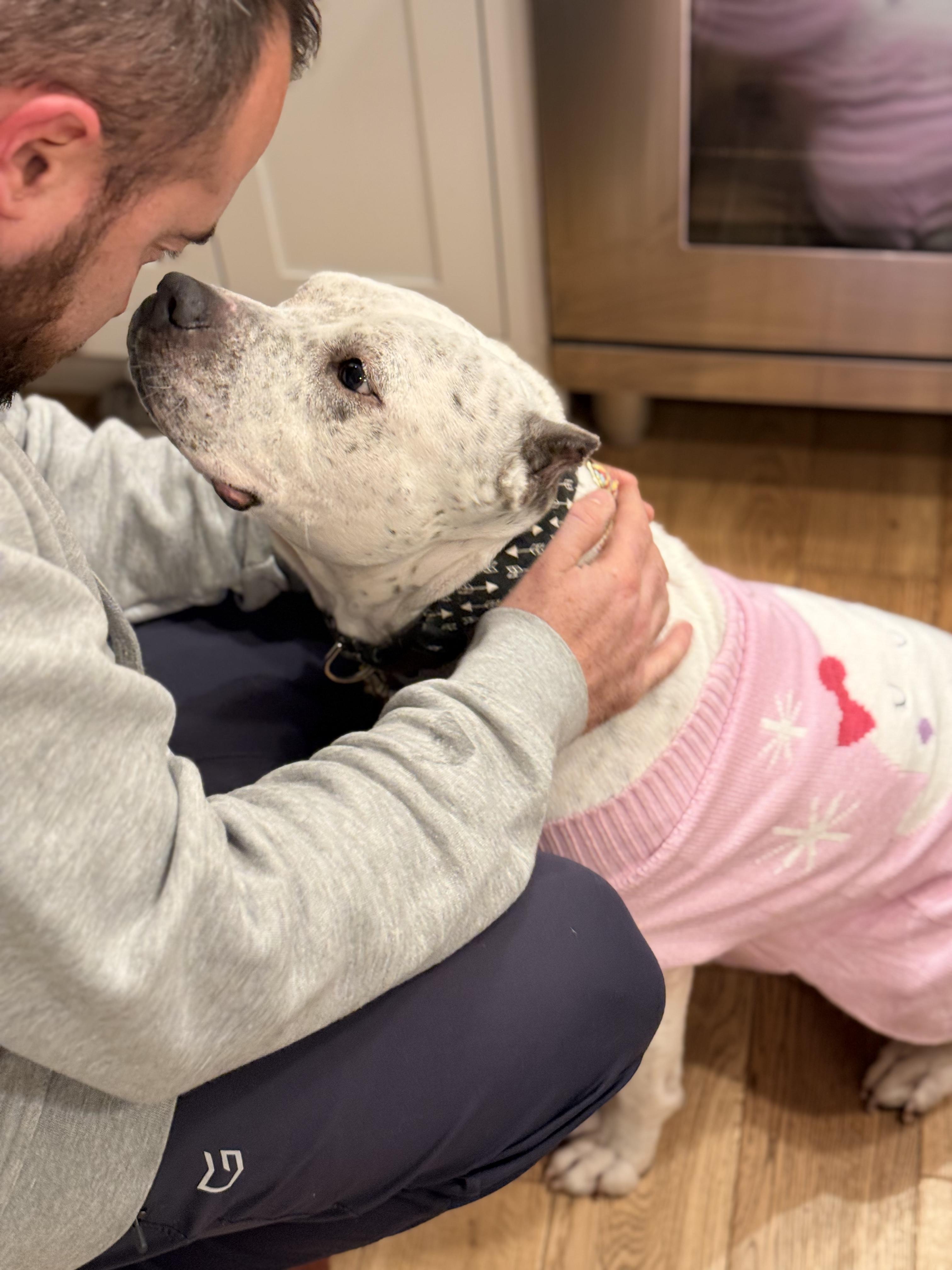 Enlarge Noel, a ADOPTABLE mixed breed in Saratoga Springs, NY image 2/5