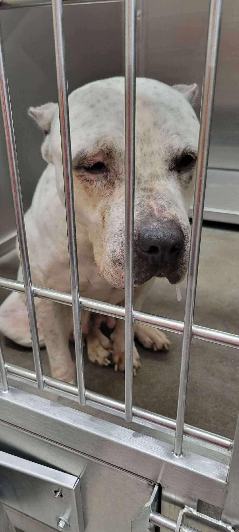 Noel, ADOPTABLE, Adult Female American Bulldog.