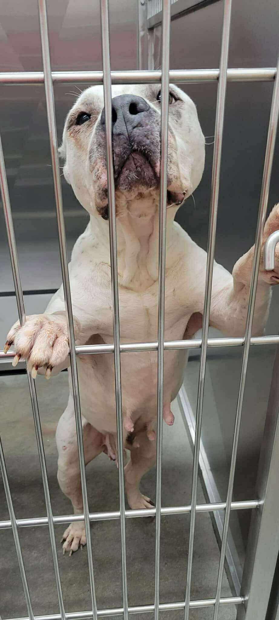 Enlarge Noel, a ADOPTABLE mixed breed in Saratoga Springs, NY image 2/2