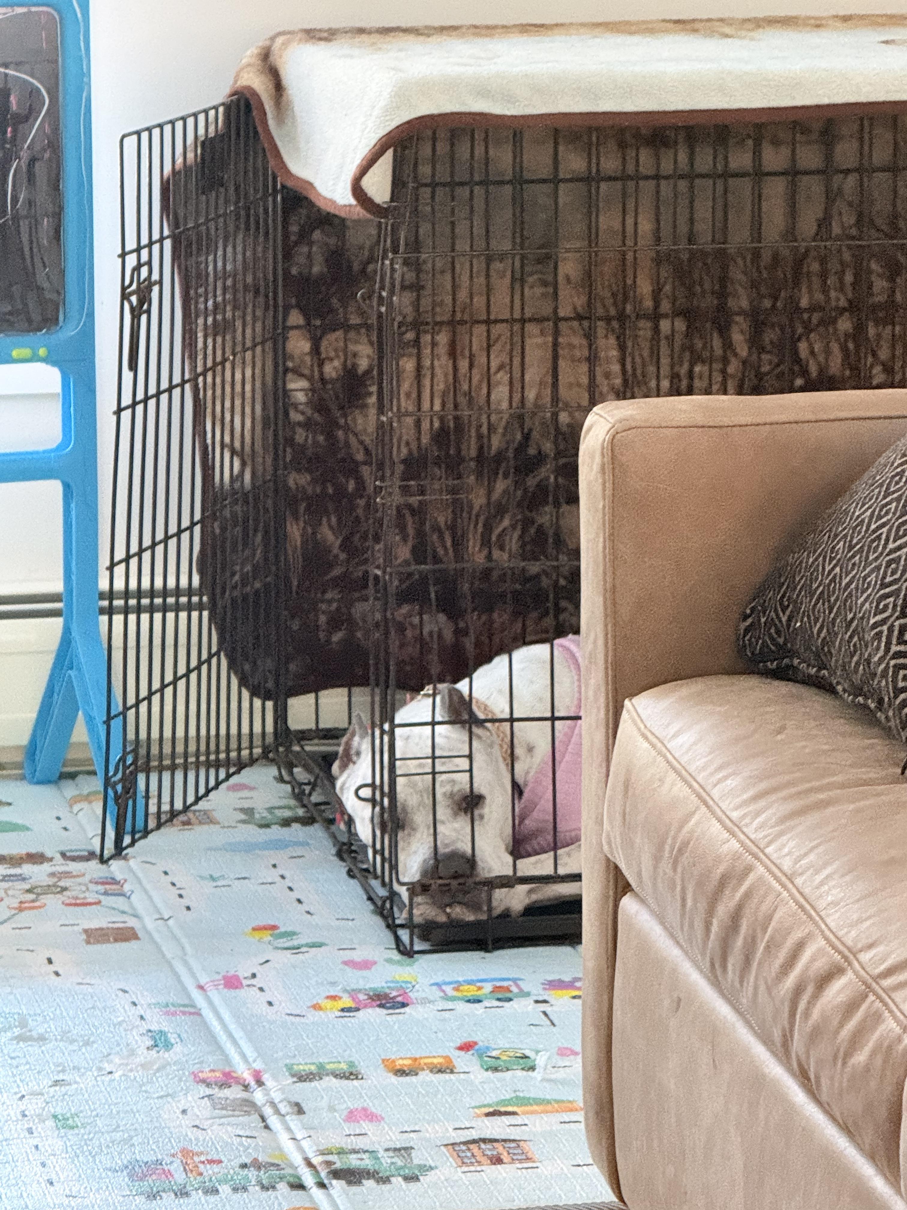 Enlarge Noel, a ADOPTABLE mixed breed in Saratoga Springs, NY image 5/5