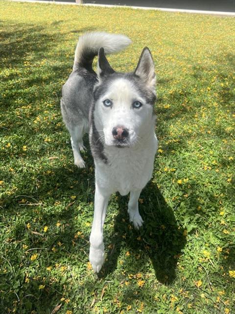 Enlarge ECHO, a Adoptable Siberian Husky in Blythe, CA image 1/1
