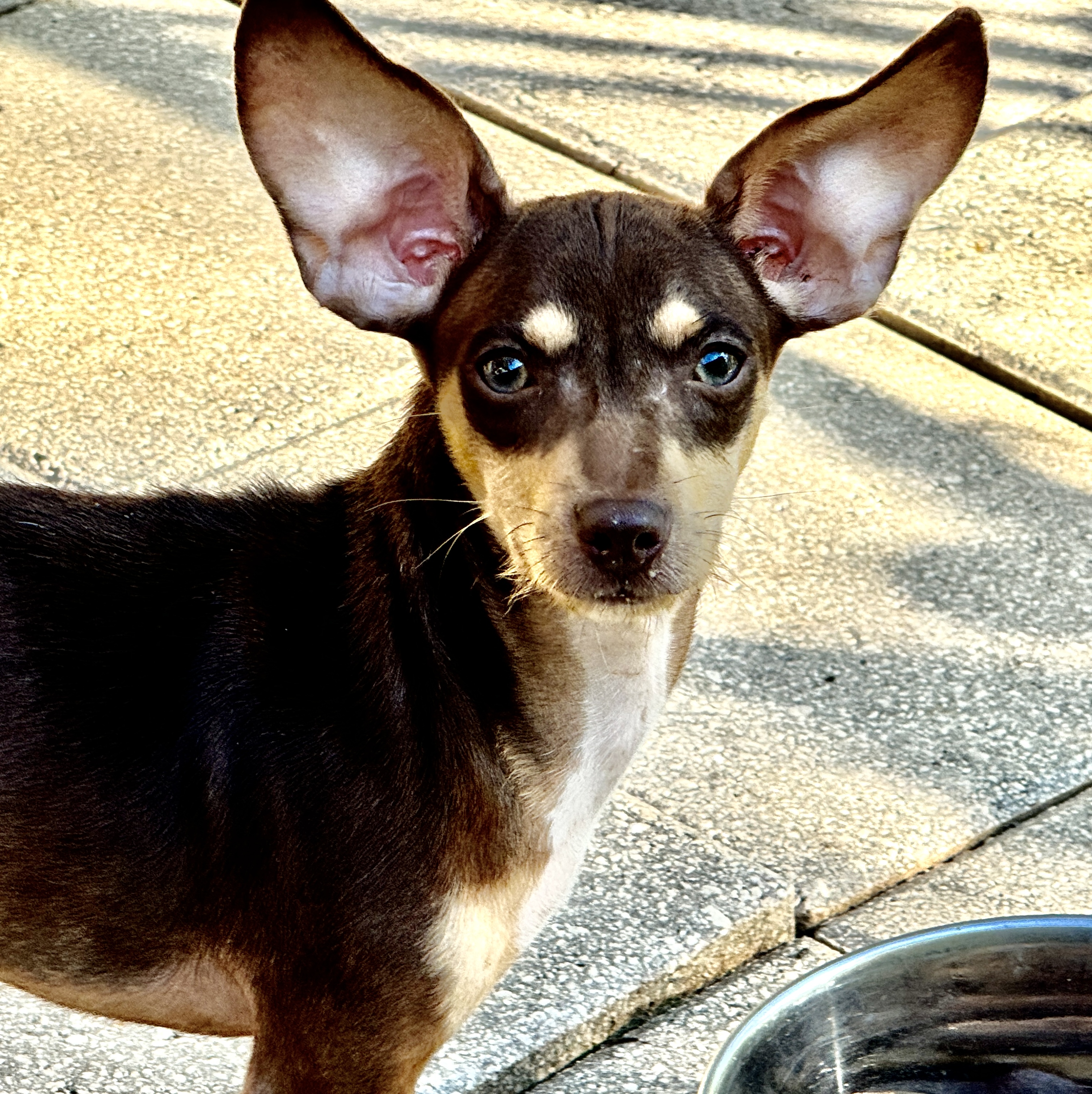 Dog for adoption Moby, a Chihuahua & Dachshund Mix in Jacksonville