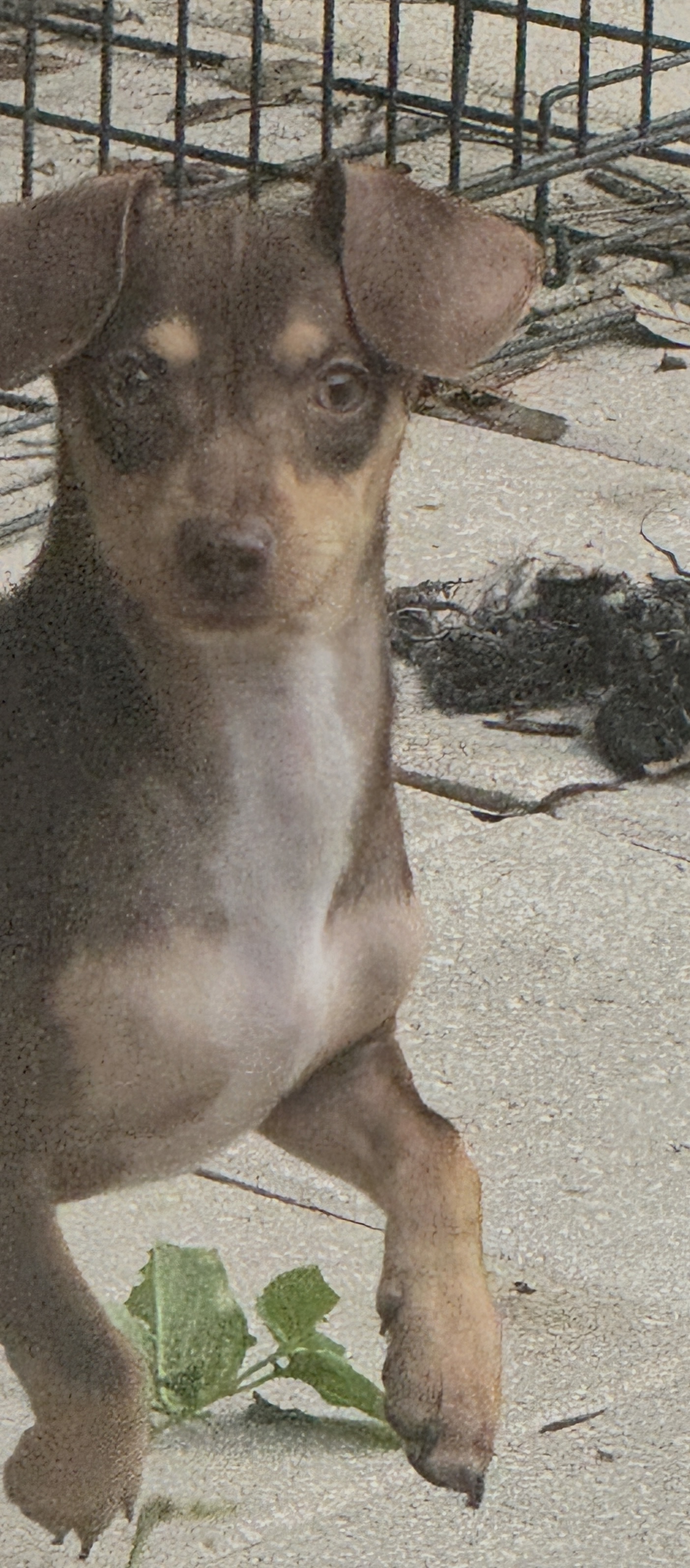 Dog for adoption Moby, a Chihuahua & Dachshund Mix in Jacksonville