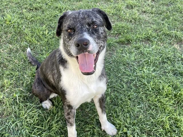 SKYLAR, Adoptable, Young Female Australian Cattle Dog / Blue Heeler.